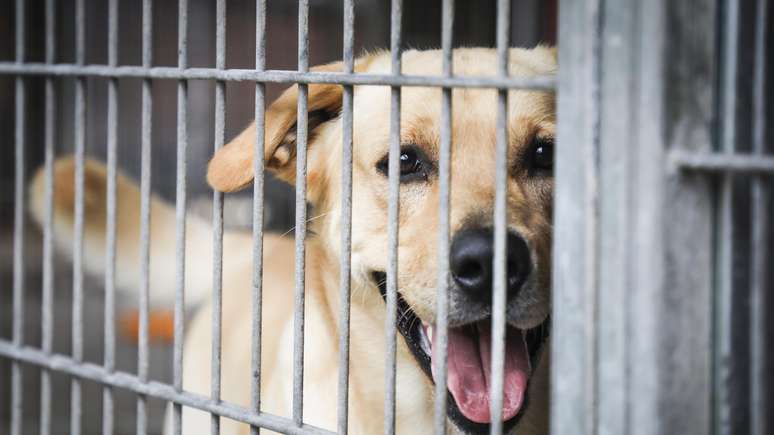 Lei que permite venda de cães e gatos só a partir dos 4 meses é sancionada com vetos em SP.