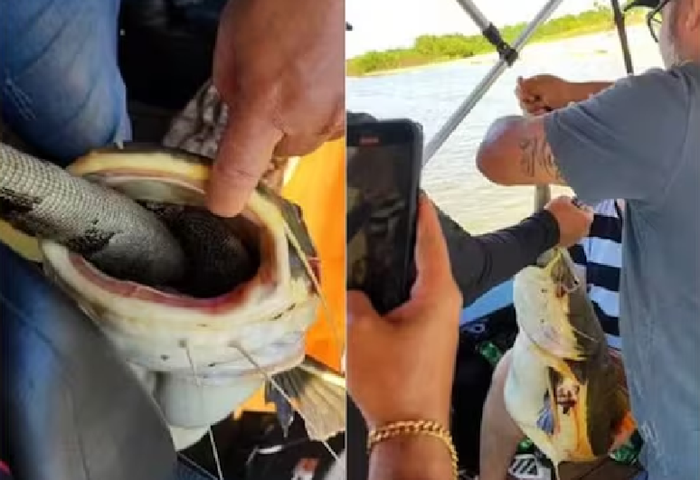 Peixe é salvo por pescadores após ficar "entalado" ao tentar devorar iguana 