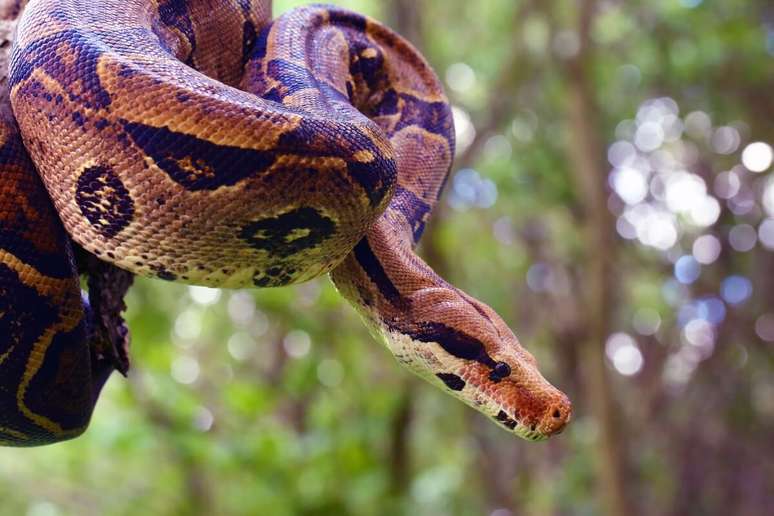 A Jiboia é uma das cobras mais conhecidas no Brasil 