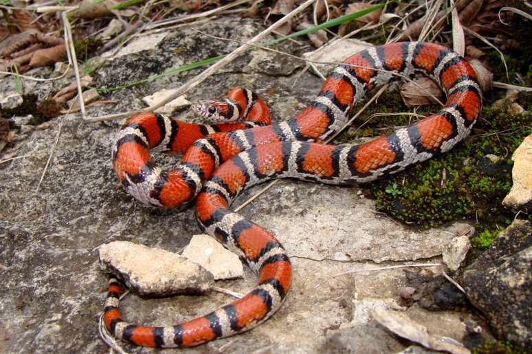 A cobra falsa coral chama atenção com suas cores vibrantes 