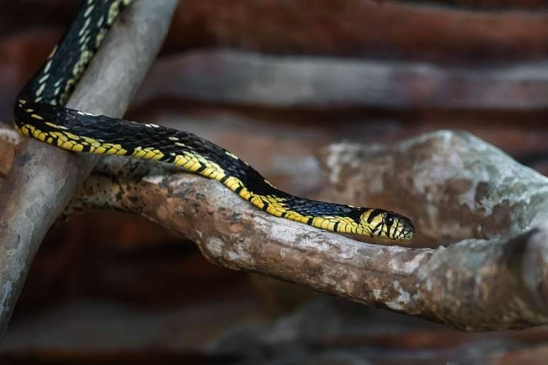 A caninana é uma cobra rápida e ágil 