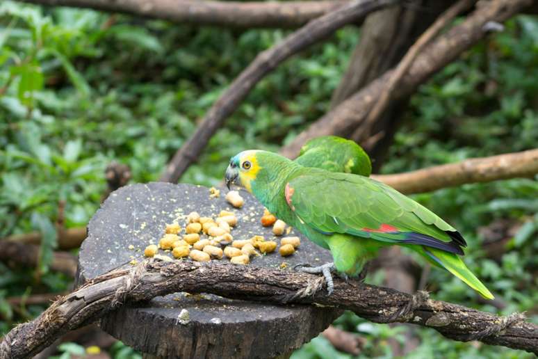 A alimentação dos papagaios é rica e diversificada 