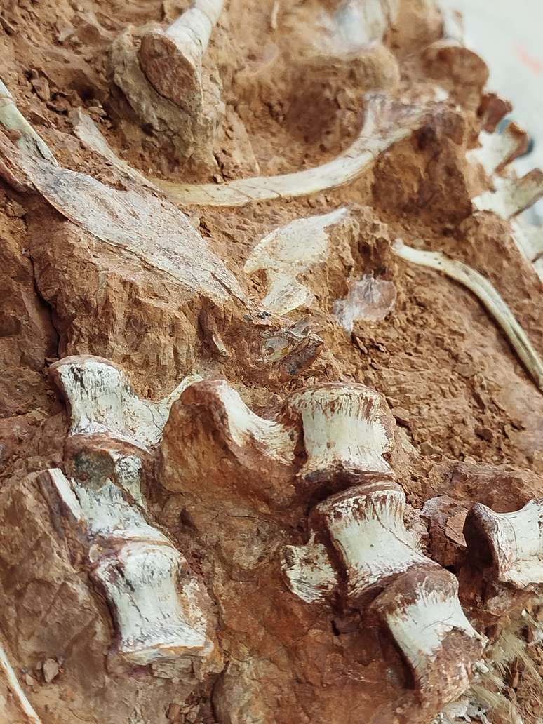 Regen hinterlässt einige Fossilien in Rio Grande do Sul