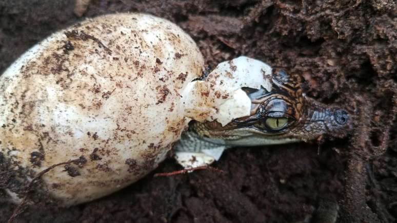 Crocodilos siameses são uma espécie em extinção