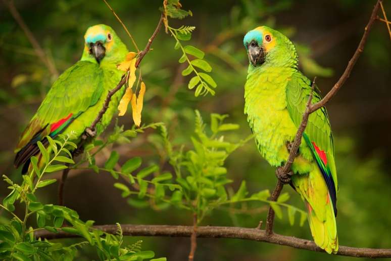 Os papagaios, especialmente as espécies do gênero Amazona, podem viver 50 anos ou mais 