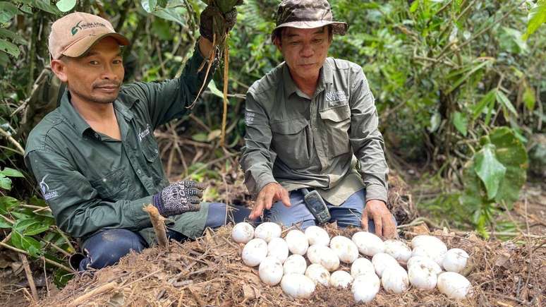 Moradores descobriram cinco ninhos de crocodilos em maio