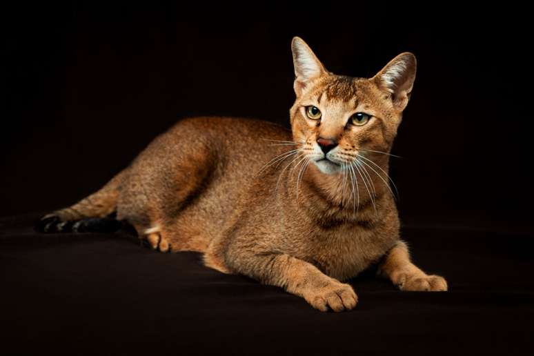 Gatos da raça chausie são resultado do cruzamento de gatos domésticos com gatos da selva 