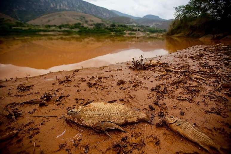 Peixes mortos se acumularam às margens do Rio Doce após o estouro da barragem de Fundão, em Mariana; uma grossa lama percorreu o rio matando milhares de animais ao longo de sua extensão.