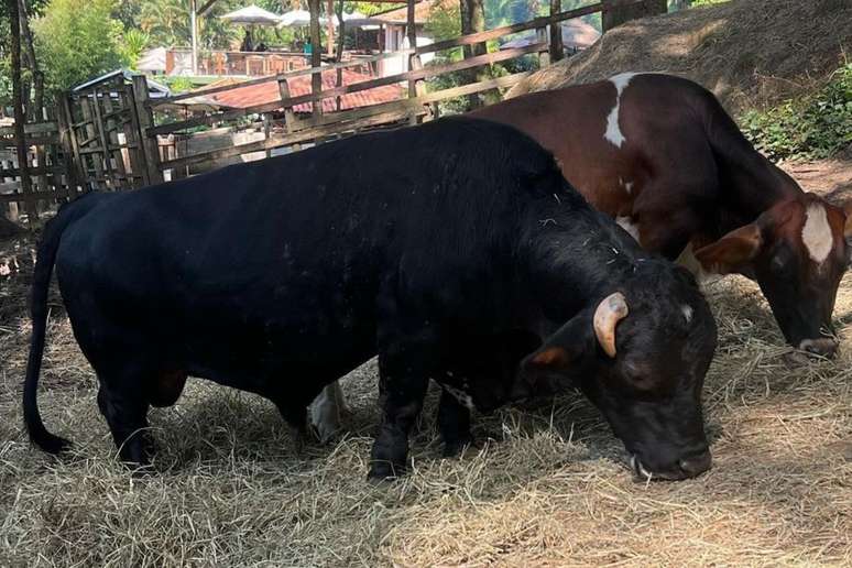 Créditos: Sitio Cana do Reino