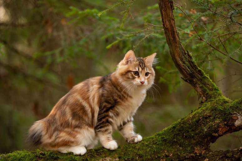 Gatos da raça kurilian bobtail têm a cauda curta e tufada 