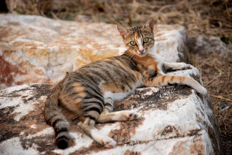 Gatos sokoke são ativos, ágeis e gostam de escalar 