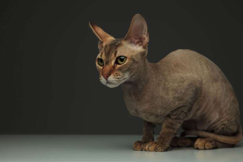 Gatos peterbald são conhecidos por sua pele sem pelos ou com pelagem curta e fina 