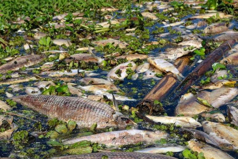 Especialistas apontam que o impacto na fauna aquática do Rio Piracicaba deve durar vários anos.