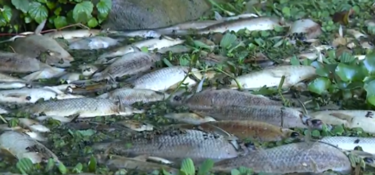 De acordo com o MP, houve a morte de 10 a 20 toneladas de diversas espécies de peixes. 