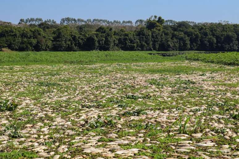 Tanquã, também chamado Mini Pantanal Paulista, é um ecossistema úmido, com lagoas e braços de rios.