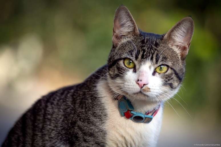 Gatos da raça american wirehair se destacam por sua pelagem ondulada e áspera 