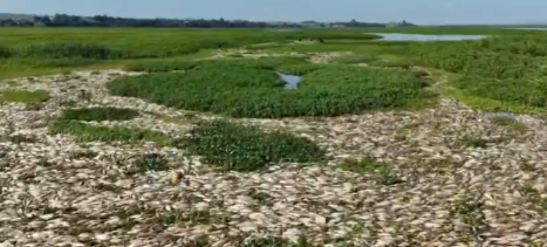 Pantanal Paulista enfrenta morte em massa de peixes; entenda