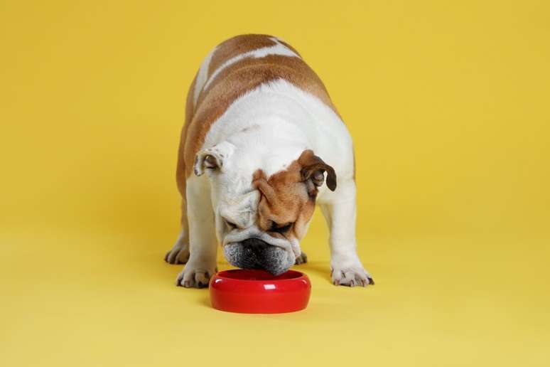 Buldogue inglês precisa de uma dieta equilibrada devido à facilidade para ganhar peso 