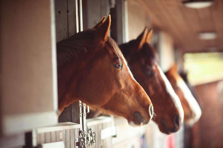 Cavalos em estábulos