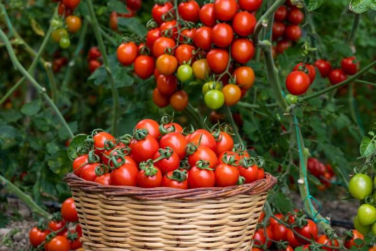 Há diversos tipos e sabores de tomates