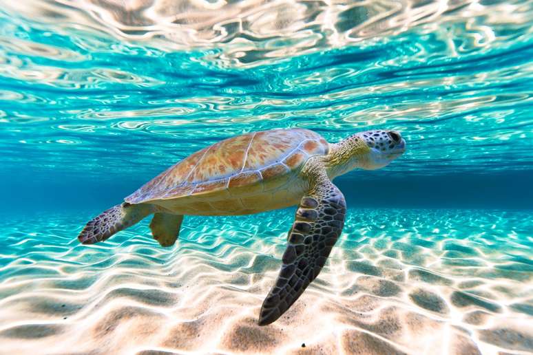 As tartarugas marinhas utilizam o campo magnético da Terra para se localizarem 