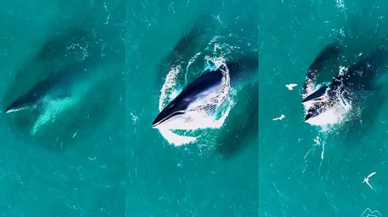 Baleia-de-Bryde caçando peixes na região dos Lagos, no Rio de Janeiro.