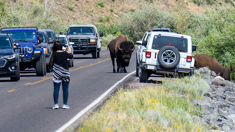 Turistas em várias partes do mundo vêm se arriscando ao se aproximarem cada vez mais de animais selvagens, como no Parque Nacional de Yellowstone, nos Estados Unidos