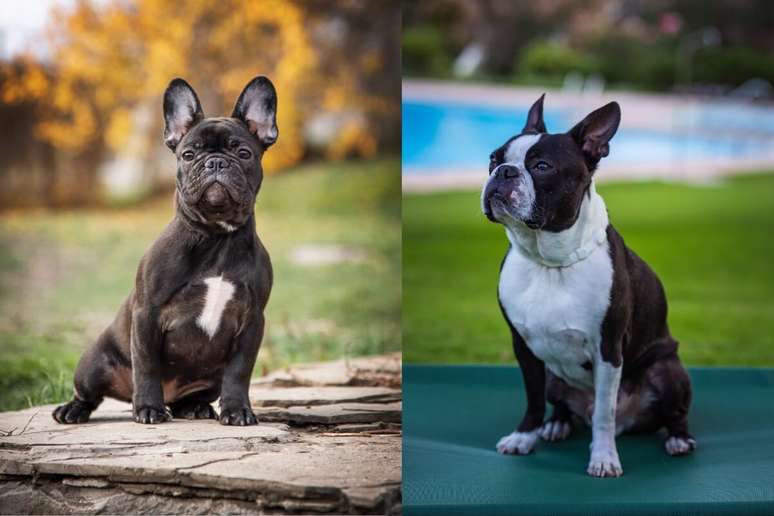 O buldogue francês e o boston terrier também diferem na cor da pelagem 