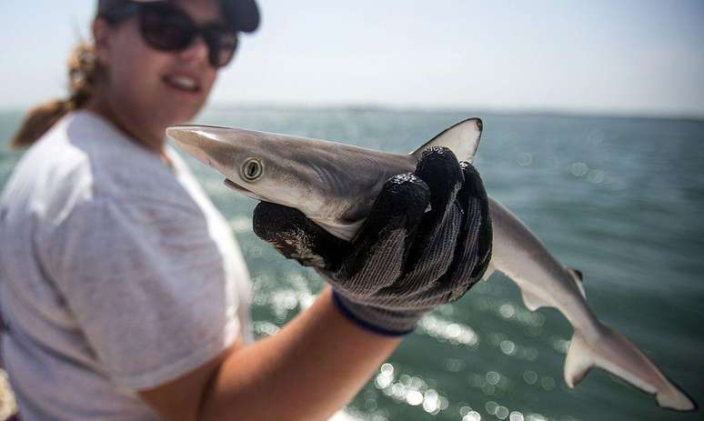 Biólogos marinhos testaram 13 tubarões no litoral do Rio (Foto de arquivo)