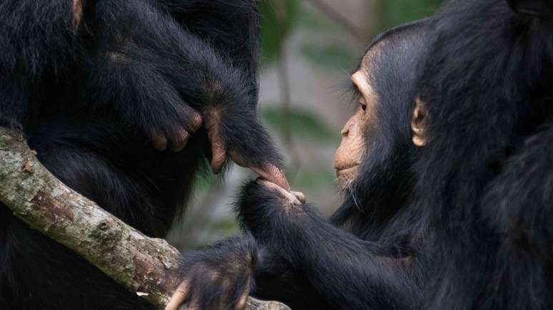 Chimpanzés comunicando