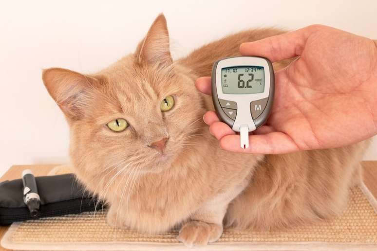 Diabetes também pode afetar os pets e, se não tratada, causa complicações graves