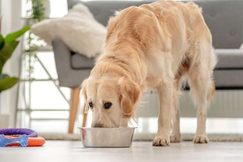 Manter uma rotina regular de alimentação é crucial para evitar oscilações nos níveis de açúcar no sangue do animal 