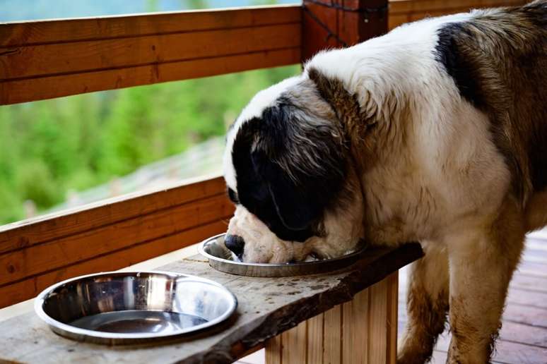 Trocar a água e lavar os potes regularmente são ações que evitam que os cães ingiram parasitas 