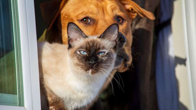 A adaptação do novo pet ao lar pode exigir paciência