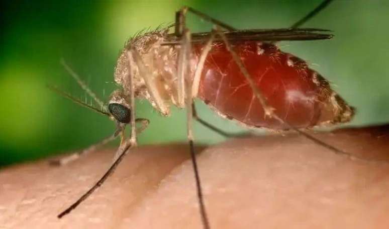 O mosquito maruim é o transmissor da febre oropouche