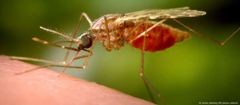 Febre oropouche é transmitida no Brasil principalmente pelo maruim, mas a infecção também pode se dar por outros tipos de mosquitos