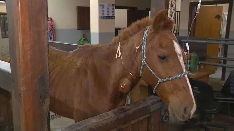 O cavalo Caramelo no dia seguinte ao seu resgate