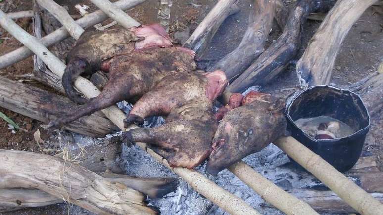 A maior parte das proteínas consumidas pelos tsimanes vem dos animais que eles caçam na floresta