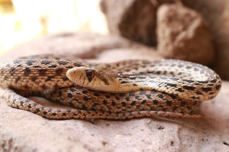 A alimentação adequada é crucial para a saúde da cobra 