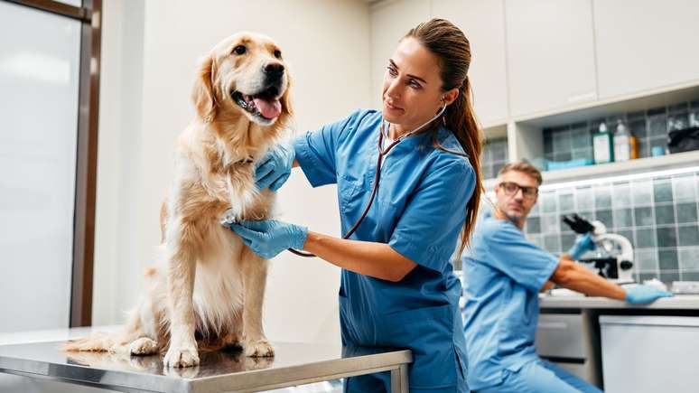 Veja quando levar os pets ao veterinário