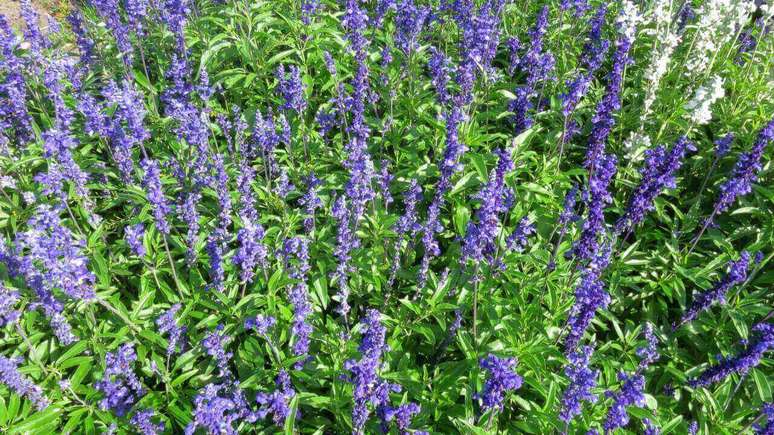 A planta também é conhecida como lavanda