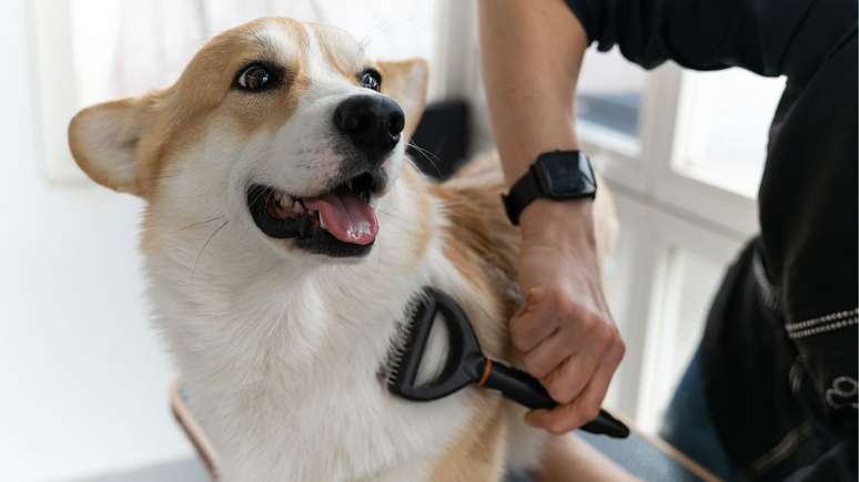 Veja como cuidar dos pets no clima seco