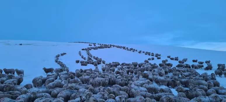 Ovelhas durante frio extremo da Patagônia