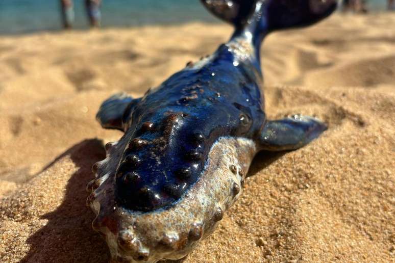 Esculturas de baleia começaram a ser criadas após viagem para Abrolhos