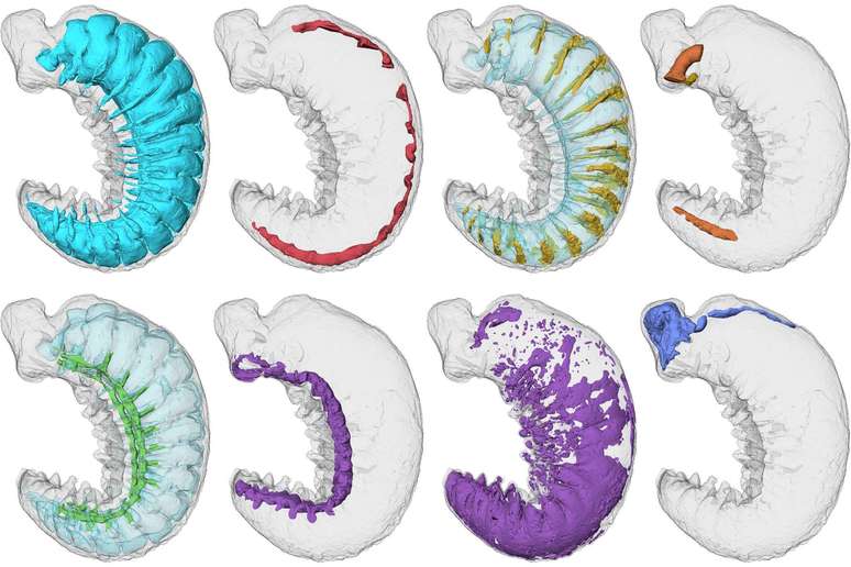 Os cientistas conseguiram identificar partes específicas da anatomia da criatura, incluindo seu trato digestivo (acima, à direita) e seu cérebro (abaixo, à direita)