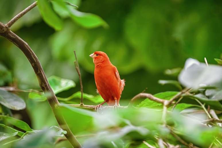 A cor avermelhada dos canários Red Factor é resultado da inclusão de alimentos ricos em carotenoides na dieta desses animais 