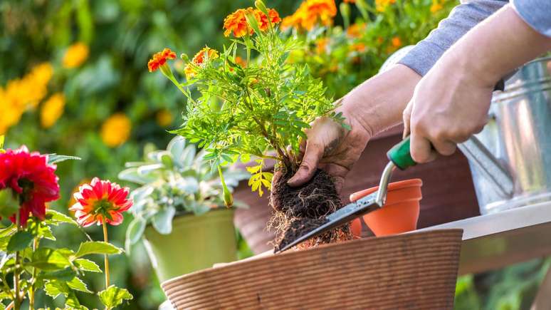 Especialista explica como cuidar das plantas em casa