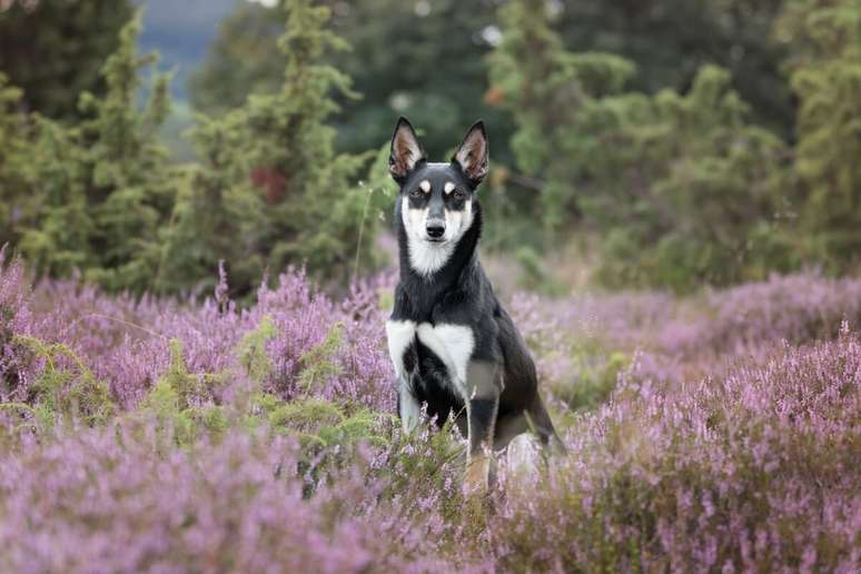 Na vida real, o kelpie australiano também é um cachorro ágil, energético e inteligente 