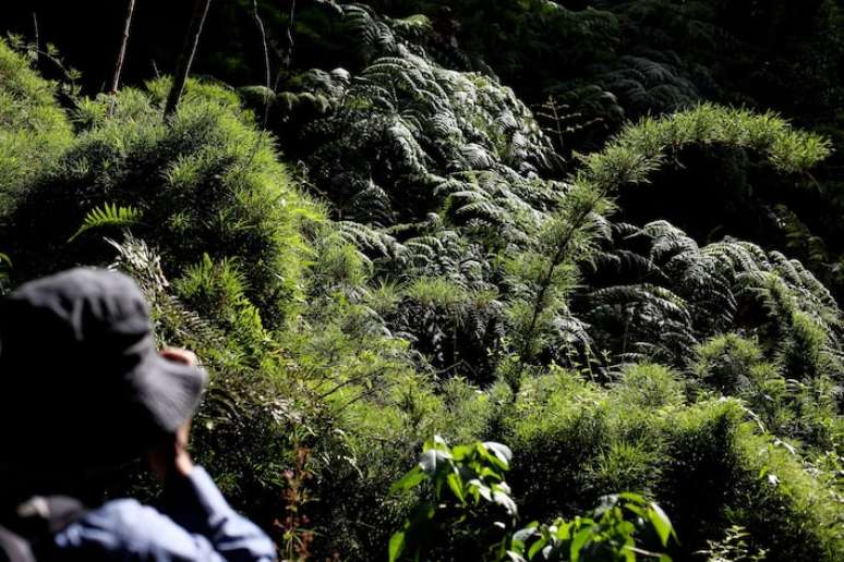 Árvores da Mata Atlântica estão se deslocando como consequência do aumento de temperatura na região