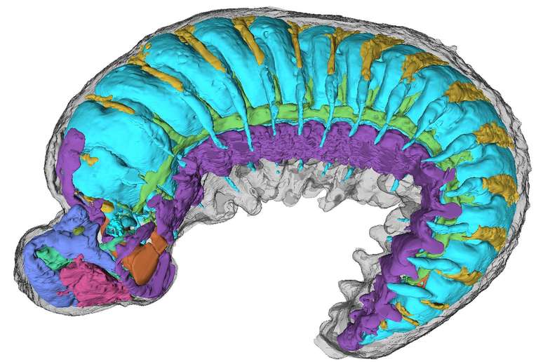 Cientistas conseguiram distinguir a anatomia interna da criatura perfeitamente preservada em cores diferentes